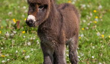 大马配小驴视频,大马与小驴的欢乐互动瞬间